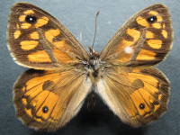 Geitoneura klugii - Adult